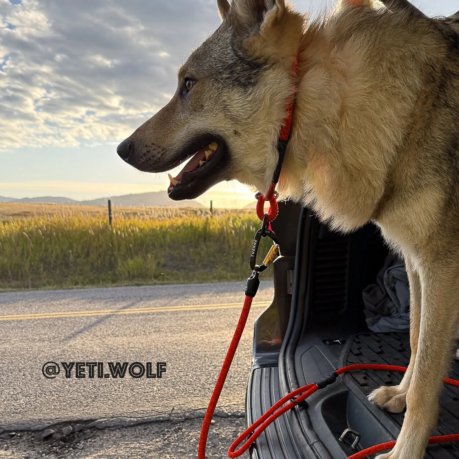 Boulder Hybrid Dog Leash