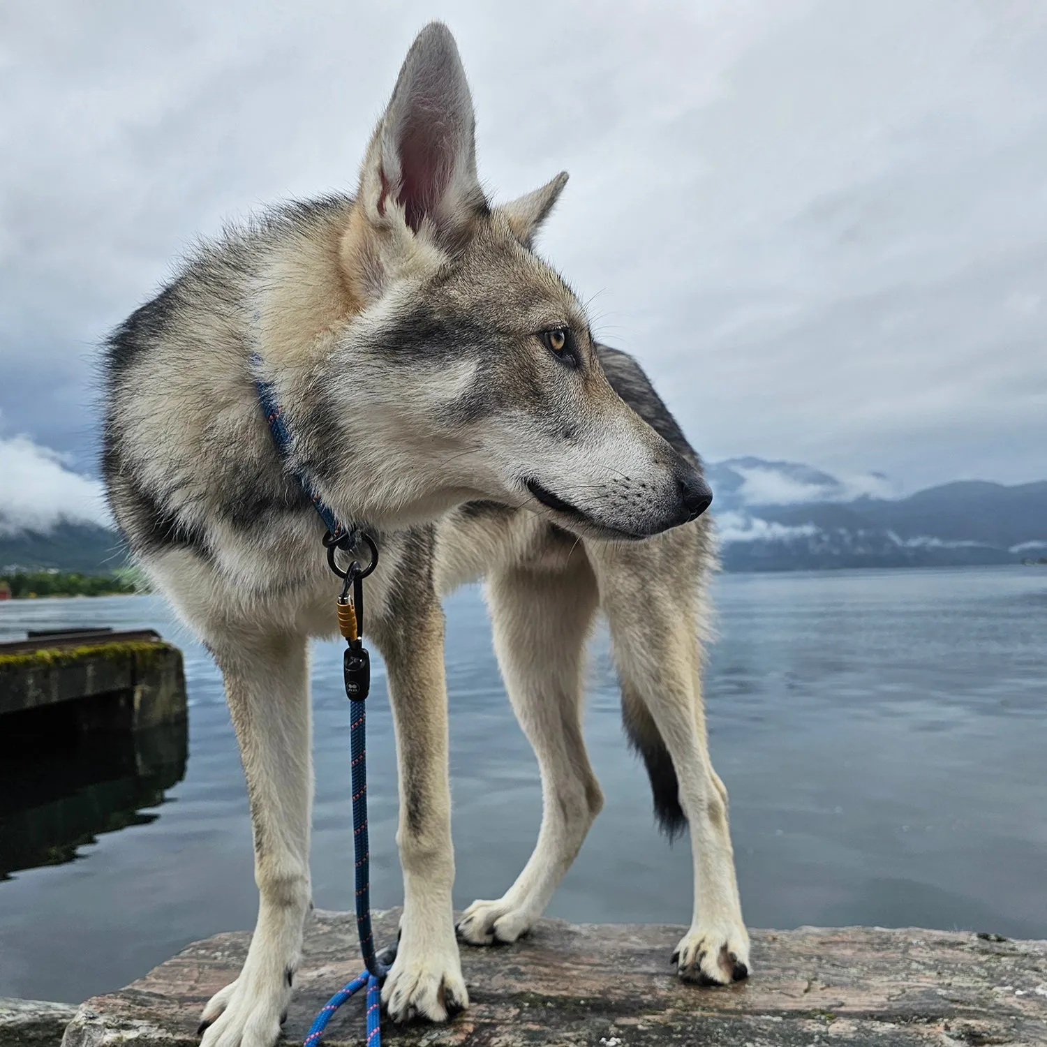 Boulder Hybrid Dog Leash