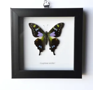 Graphium Weiskei Purple Spotted Swallowtail Butterfly Framed
