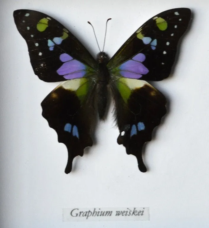 Graphium Weiskei Purple Spotted Swallowtail Butterfly Framed