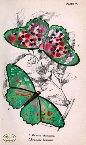 PDXC4342d -- Pink and Green Butterflies Watercolor