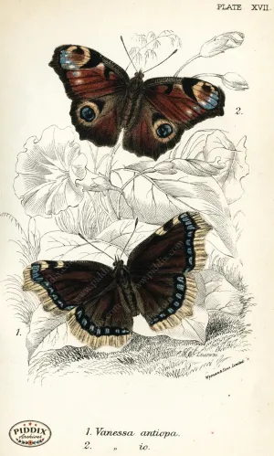 PDXC4354 -- Butterflies