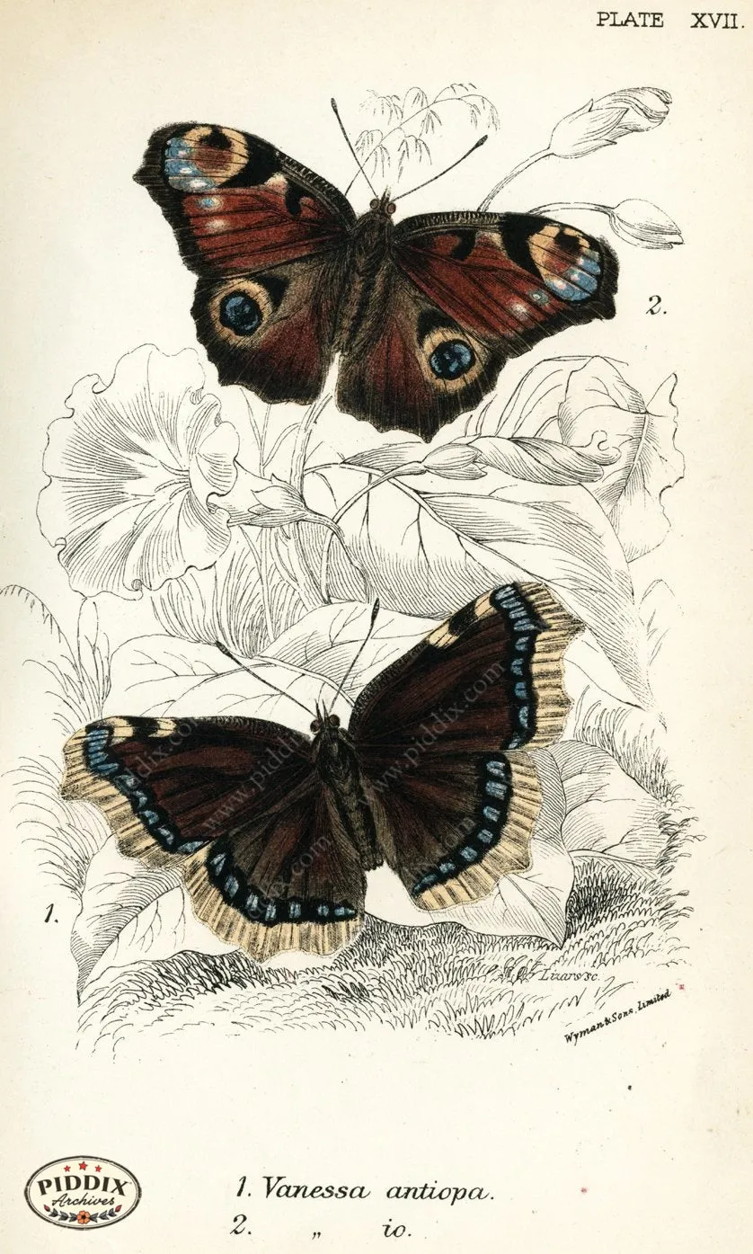 PDXC4354 -- Butterflies