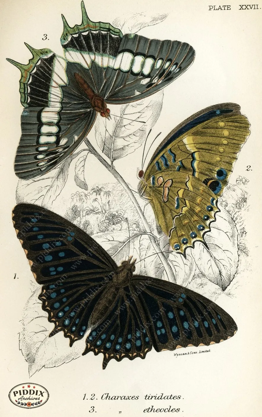 PDXC4364 -- Butterflies