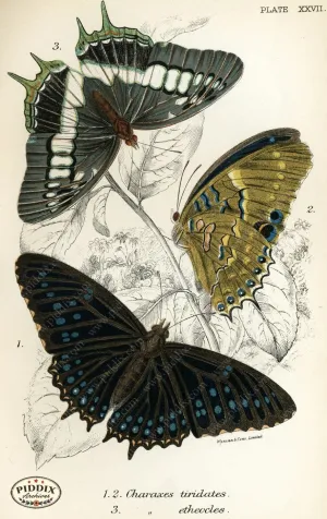 PDXC4364 -- Butterflies