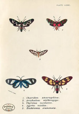 PDXC5307 -- Butterflies
