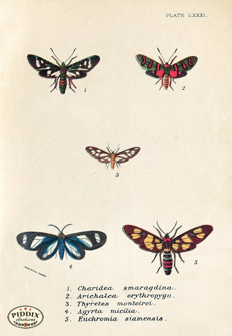 PDXC5307 -- Butterflies