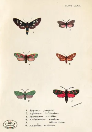 PDXC5308 -- Butterflies