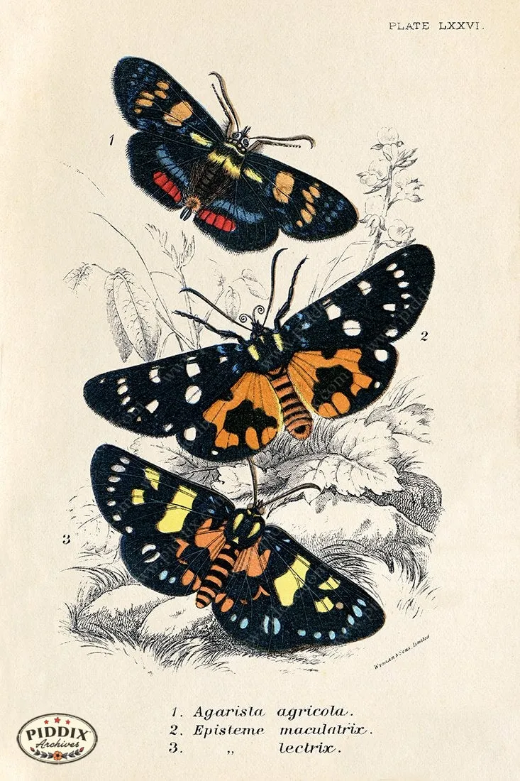 PDXC5312 -- Butterflies