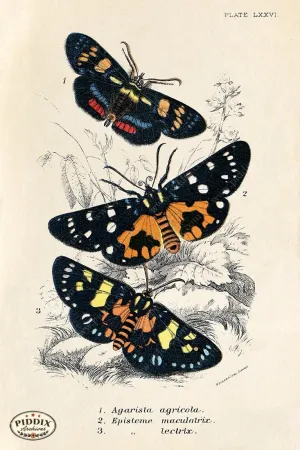 PDXC5312 -- Butterflies
