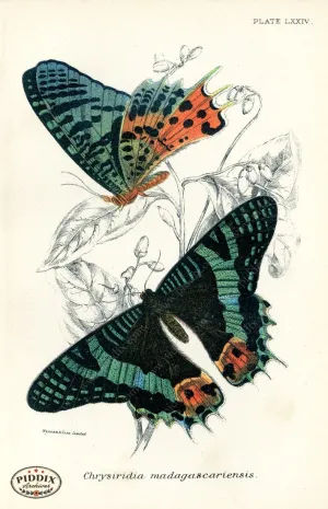 PDXC5314 -- Butterflies