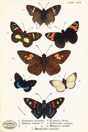PDXC5320 -- Butterflies