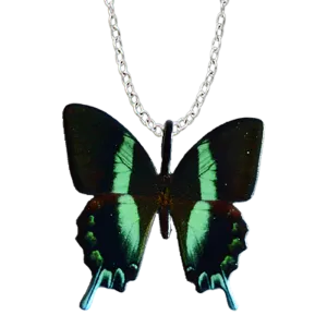 Peacock Swallowtail