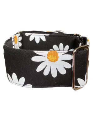 Wide Martingale collar daisies on black sturdy 50mm width